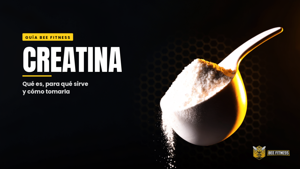 Creatina qué es para qué sirve y cómo tomarla - Bee Fitness
